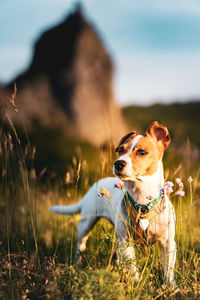 An outdoor portrait of tsunami the jack russell terrier standing in front of a rocky cliff