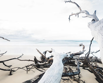 Close-up of dead tree on beach against sky