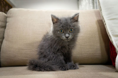 Portrait of kitten relaxing on sofa