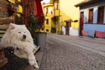 Close-up of dog outdoors