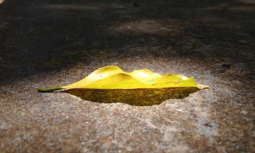 Close-up of yellow maple leaf