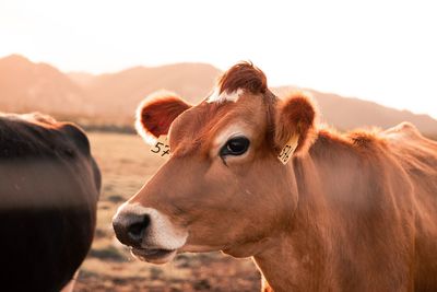 Cows in a farm