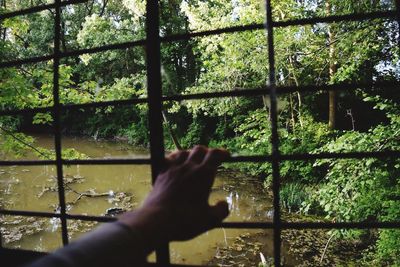 Close-up of hand on window in forest