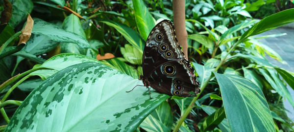 butterfly