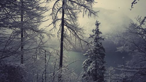 Bare trees in forest during winter