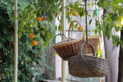 Baskets hanging by orange trees