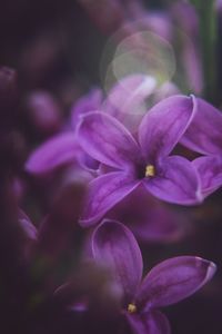 Close-up of purple flowering plant