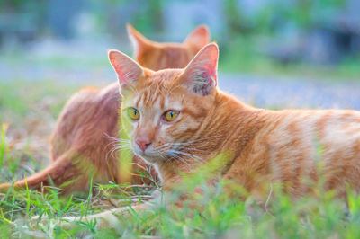 Close-up portrait of a cat