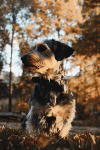 Close-up of dog looking away