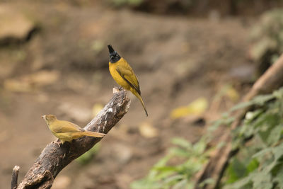 Close-up of bird perching outdoors