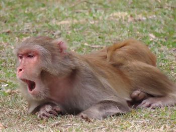 Close-up of monkey on field