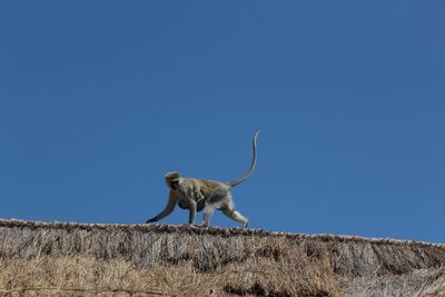 Low angle view of monkey standing against clear blue sky
