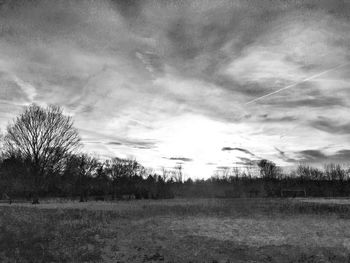 Trees against sky