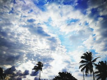 Low angle view of palm trees against sky