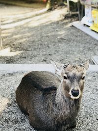 Portrait of deer standing on field