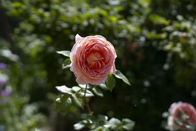 Close-up of pink rose