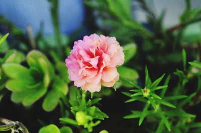 Close-up of pink flowering plant