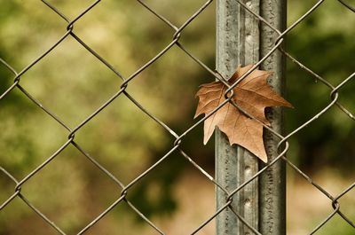 Close-up of maple leaf on chainlink fence during autumn