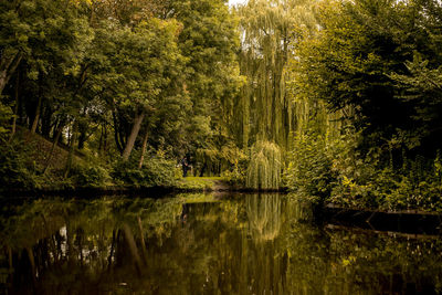 Scenic view of lake in forest