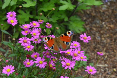 Close-up of butterfly pollinating on pink flower