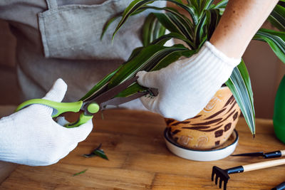 Spring houseplant care, waking up indoor plants for spring. female hands cutting the leaves of