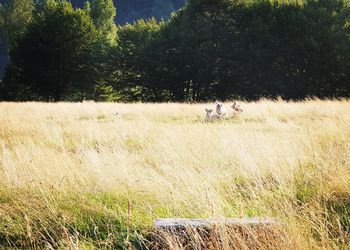 View of a horse on field