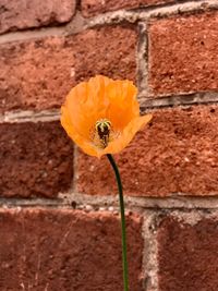 Close-up of yellow flower against wall