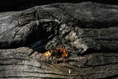 Close-up of insect on tree trunk