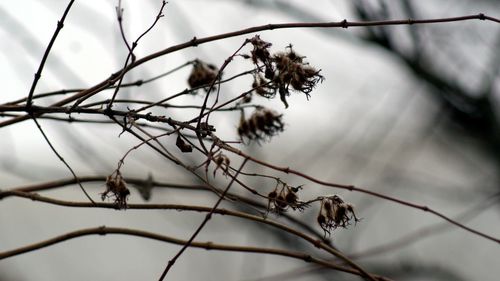 Low angle view of dried plant against sky