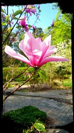 Close-up of pink flowers