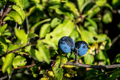 Close-up of fruit growing on tree