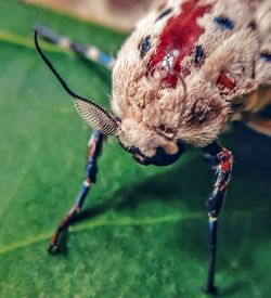 Close-up of insect