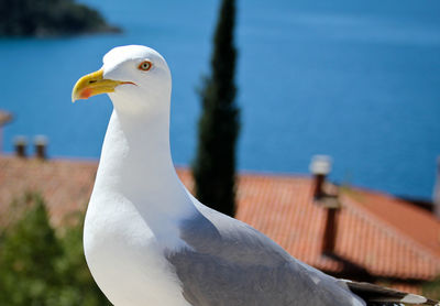 Close-up of seagull perching