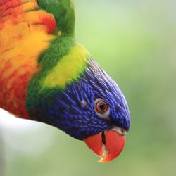 Close-up of a parrot