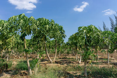 Plants growing on field against sky