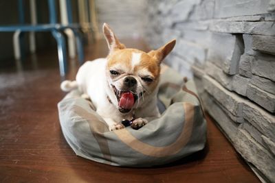 Portrait of dog on floor