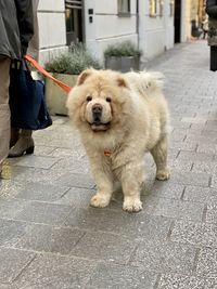 Dog walking on footpath in city