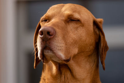 Close-up of a dog looking away