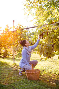 Side view of woman harvesting grapes in vineyard