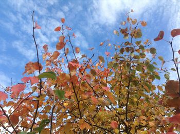 Low angle view of tree against sky