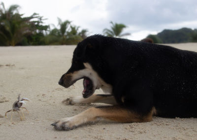 View of dogs on beach