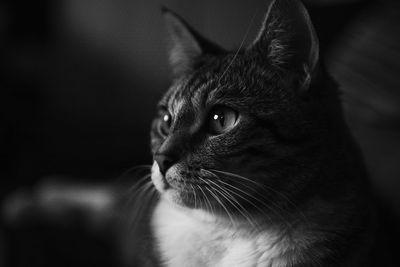 Black and white close-up of a cat looking away