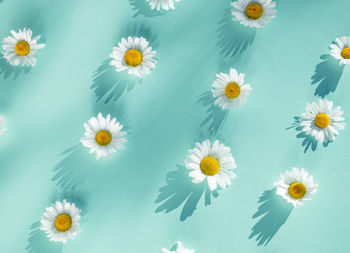 High angle view of white daisy flowers