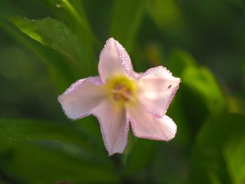 Close-up of pink flowering plant