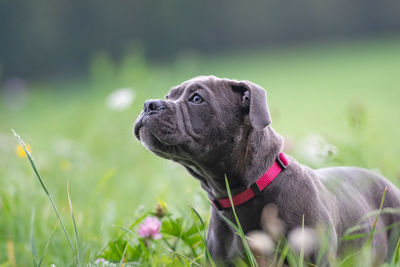 Close-up of a dog looking away