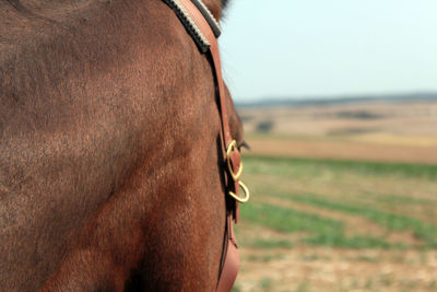 Close-up of a horse on field