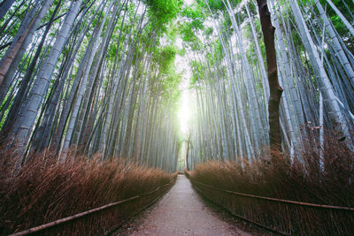 Footpath amidst trees in forest