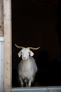 Goat looking outside the door with black background