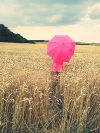 View of wheat growing on field against sky