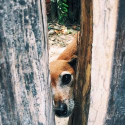 Close-up of dog by tree trunk